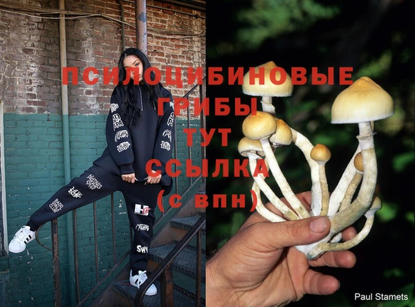 стаф Белокуриха